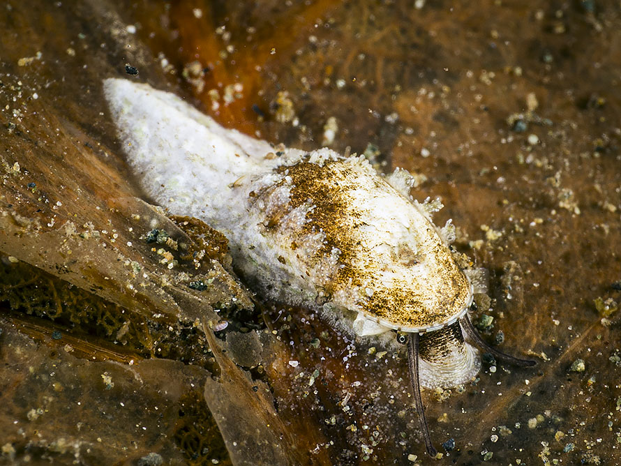 Stomatella 02